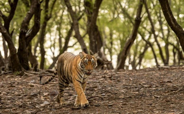 tiger safari in ranthambore 7 days tour